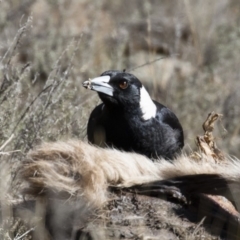 Gymnorhina tibicen (Australian Magpie) at Illilanga & Baroona - 16 Aug 2018 by Illilanga