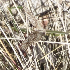 Chrysolarentia symphona at Namadgi National Park - 30 Nov 2018