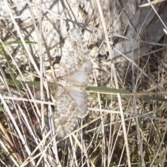 Chrysolarentia symphona at Namadgi National Park - 30 Nov 2018