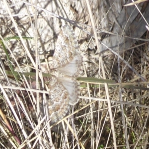 Chrysolarentia symphona at Namadgi National Park - 30 Nov 2018