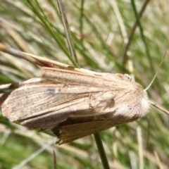 Mythimna (Pseudaletia) convecta (Common Armyworm) at Namadgi National Park - 29 Nov 2018 by Christine