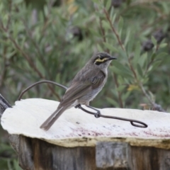 Caligavis chrysops (Yellow-faced Honeyeater) at Illilanga & Baroona - 11 Feb 2018 by Illilanga