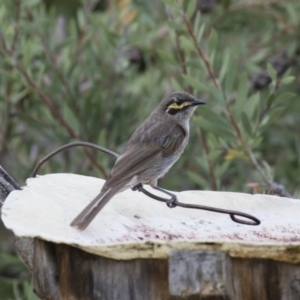 Caligavis chrysops at Michelago, NSW - 11 Feb 2018 07:29 PM