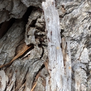 Papyrius nitidus at Hughes, ACT - suppressed