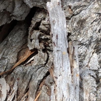 Papyrius nitidus (Shining Coconut Ant) at Hughes, ACT - 30 Nov 2018 by JackyF