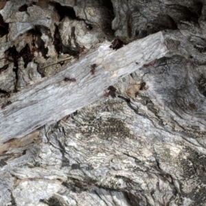 Papyrius nitidus at Hughes, ACT - suppressed