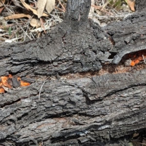 Papyrius nitidus at Hughes, ACT - suppressed