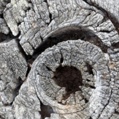 Papyrius nitidus at Hughes, ACT - suppressed