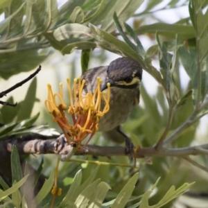 Caligavis chrysops at Michelago, NSW - 23 Dec 2017 06:29 PM