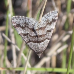 Dichromodes ainaria (A geometer or looper moth) at Namadgi National Park - 29 Nov 2018 by Christine