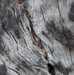 Papyrius nitidus at Deakin, ACT - 30 Nov 2018