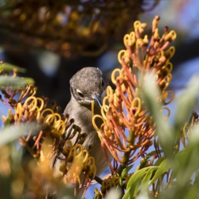 Melithreptus brevirostris (Brown-headed Honeyeater) at Illilanga & Baroona - 23 Dec 2017 by Illilanga