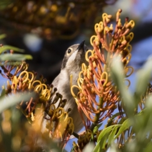 Melithreptus brevirostris at Michelago, NSW - 23 Dec 2017