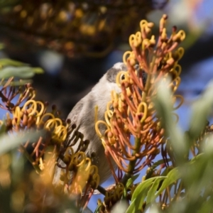 Melithreptus brevirostris at Michelago, NSW - 23 Dec 2017