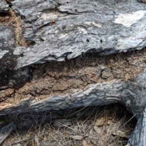 Papyrius nitidus at Hughes, ACT - 30 Nov 2018