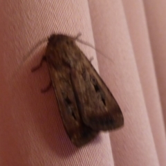 Agrotis infusa at Flynn, ACT - 29 Nov 2018 10:09 PM