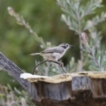 Melithreptus brevirostris at Michelago, NSW - 7 Jan 2018