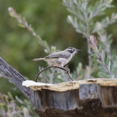 Melithreptus brevirostris (Brown-headed Honeyeater) at Michelago, NSW - 7 Jan 2018 by Illilanga