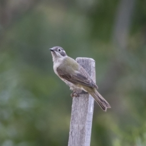 Melithreptus brevirostris at Michelago, NSW - 7 Jan 2018 07:09 PM