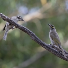 Melithreptus brevirostris at Michelago, NSW - 7 Jan 2018