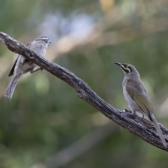 Melithreptus brevirostris at Michelago, NSW - 7 Jan 2018