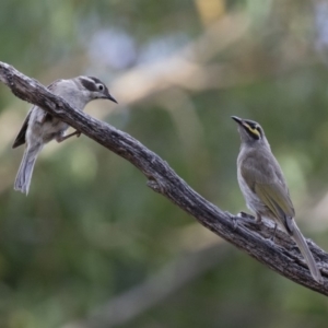 Caligavis chrysops at Michelago, NSW - 7 Jan 2018