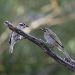 Caligavis chrysops at Michelago, NSW - 7 Jan 2018