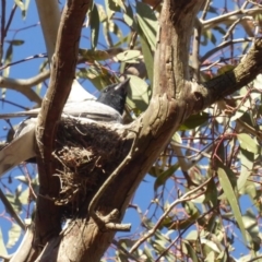 Coracina novaehollandiae (Black-faced Cuckooshrike) at Red Hill to Yarralumla Creek - 30 Nov 2018 by JackyF