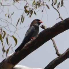 Eurystomus orientalis (Dollarbird) at Federal Golf Course - 30 Nov 2018 by JackyF