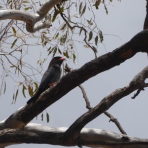 Eurystomus orientalis at Hughes, ACT - 30 Nov 2018