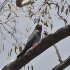 Eurystomus orientalis at Hughes, ACT - 30 Nov 2018 12:31 PM