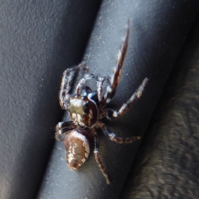 Opisthoncus sp. (genus) (Unidentified Opisthoncus jumping spider) at Namadgi National Park - 30 Nov 2018 by Christine