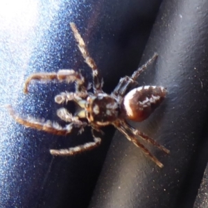 Opisthoncus sp. (genus) at Booth, ACT - 30 Nov 2018 11:28 AM