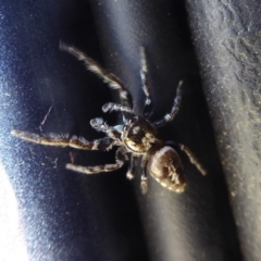 Opisthoncus sp. (genus) at Booth, ACT - 30 Nov 2018 11:28 AM