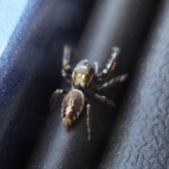 Opisthoncus sp. (genus) at Booth, ACT - 30 Nov 2018 11:28 AM