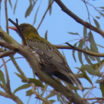 Oriolus sagittatus (Olive-backed Oriole) at Hughes, ACT - 29 Nov 2018 by JackyF