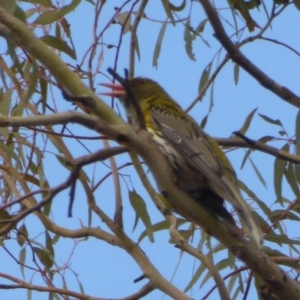 Oriolus sagittatus at Hughes, ACT - 29 Nov 2018 05:15 PM