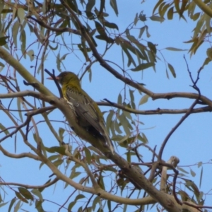 Oriolus sagittatus at Hughes, ACT - 29 Nov 2018