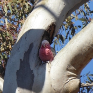 Eolophus roseicapilla at Hughes, ACT - 30 Nov 2018 05:27 PM