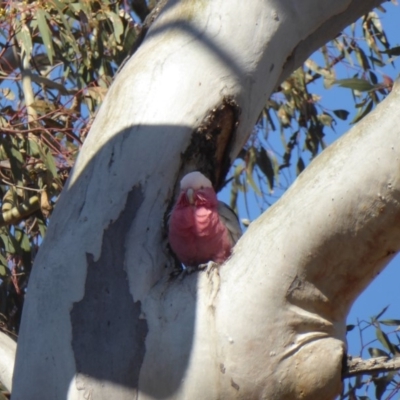 Eolophus roseicapilla (Galah) at Hughes, ACT - 30 Nov 2018 by JackyF