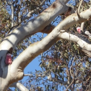 Eolophus roseicapilla at Hughes, ACT - 30 Nov 2018 05:27 PM