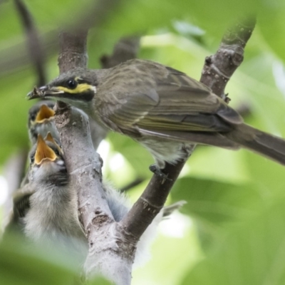 Caligavis chrysops (Yellow-faced Honeyeater) at Michelago, NSW - 15 Feb 2015 by Illilanga