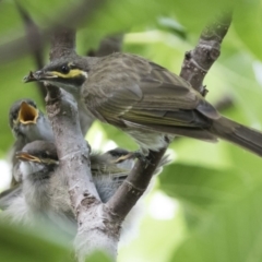 Caligavis chrysops at Michelago, NSW - 16 Feb 2015