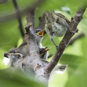 Caligavis chrysops at Michelago, NSW - 16 Feb 2015