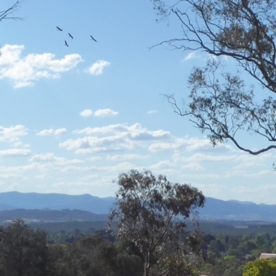 Threskiornis spinicollis (Straw-necked Ibis) at Red Hill to Yarralumla Creek - 29 Nov 2018 by JackyF