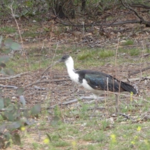 Threskiornis spinicollis at Deakin, ACT - 29 Nov 2018 04:59 PM