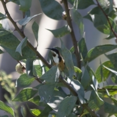 Acanthorhynchus tenuirostris (Eastern Spinebill) at Illilanga & Baroona - 5 Apr 2012 by Illilanga