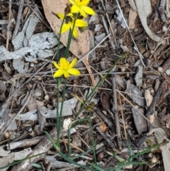 Tricoryne elatior (Yellow Rush Lily) at Hughes, ACT - 30 Nov 2018 by JackyF