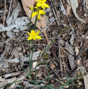 Tricoryne elatior at Hughes, ACT - 30 Nov 2018