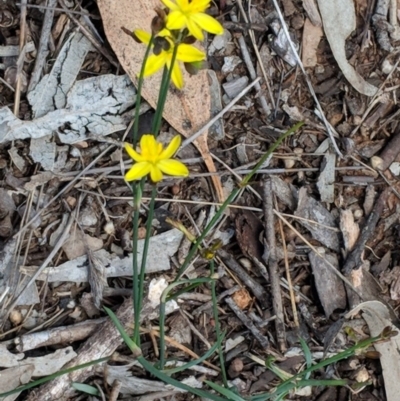 Tricoryne elatior (Yellow Rush Lily) at Hughes, ACT - 30 Nov 2018 by JackyF